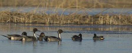 "DOUBLE UP" FOR DUCKS "DOUBLE UP" FOR DUCKS